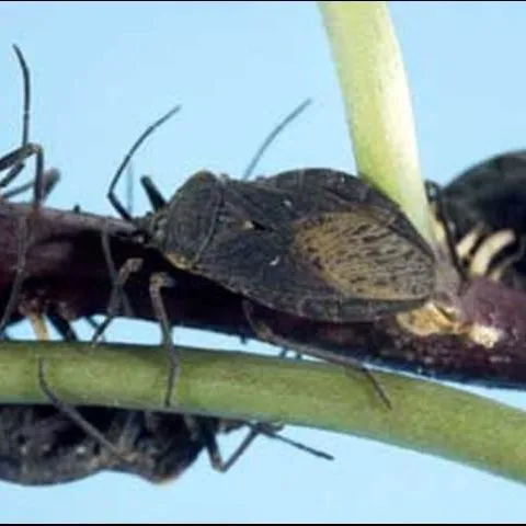 thumbnail for publication: Giant Sweetpotato Bug, Spartocera batatas (Fabricius) (Insecta: Hemiptera: Coreidae)